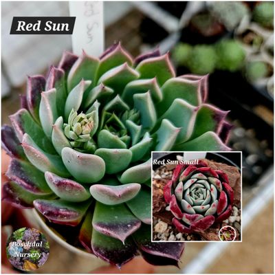 Echeveria Red Sun