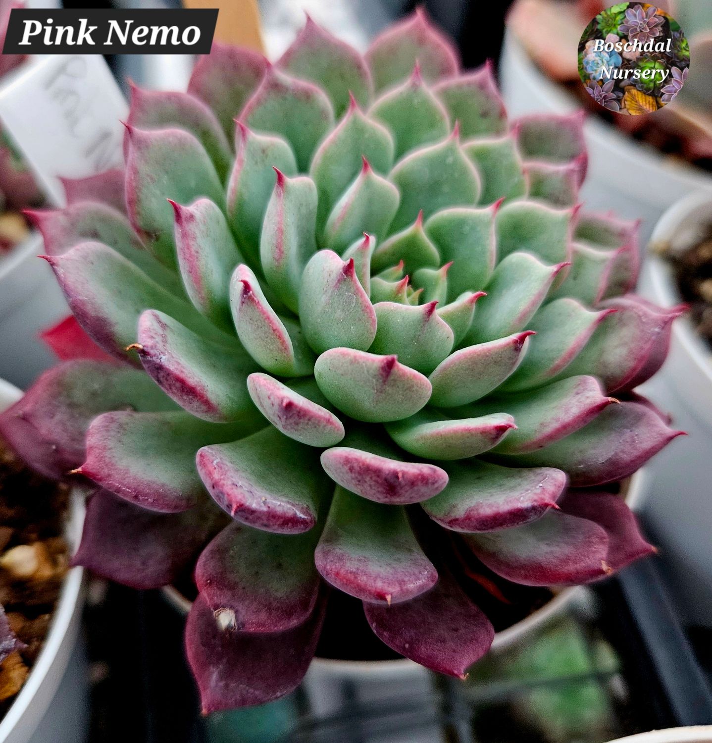 Echeveria Pink Nemo Echeveria Pink Nemo