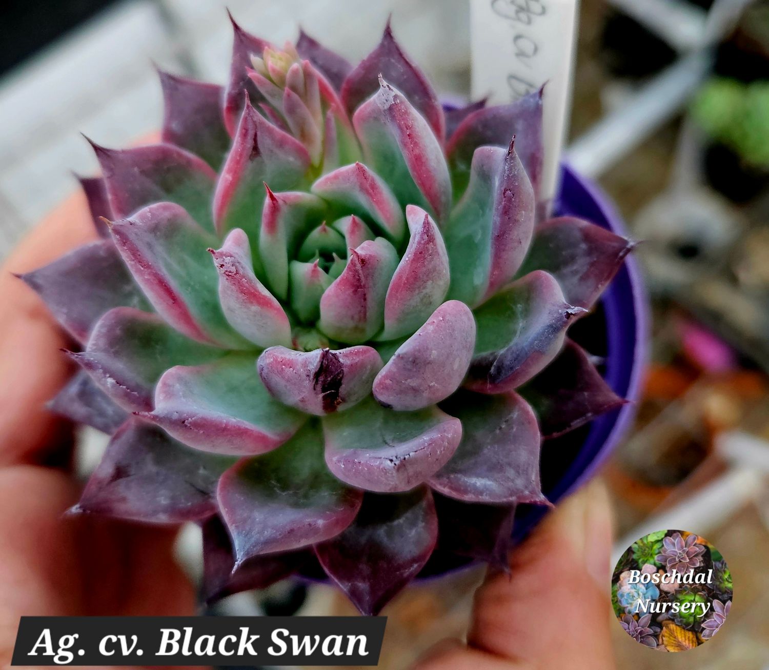 Echeveria cv. Back Swan