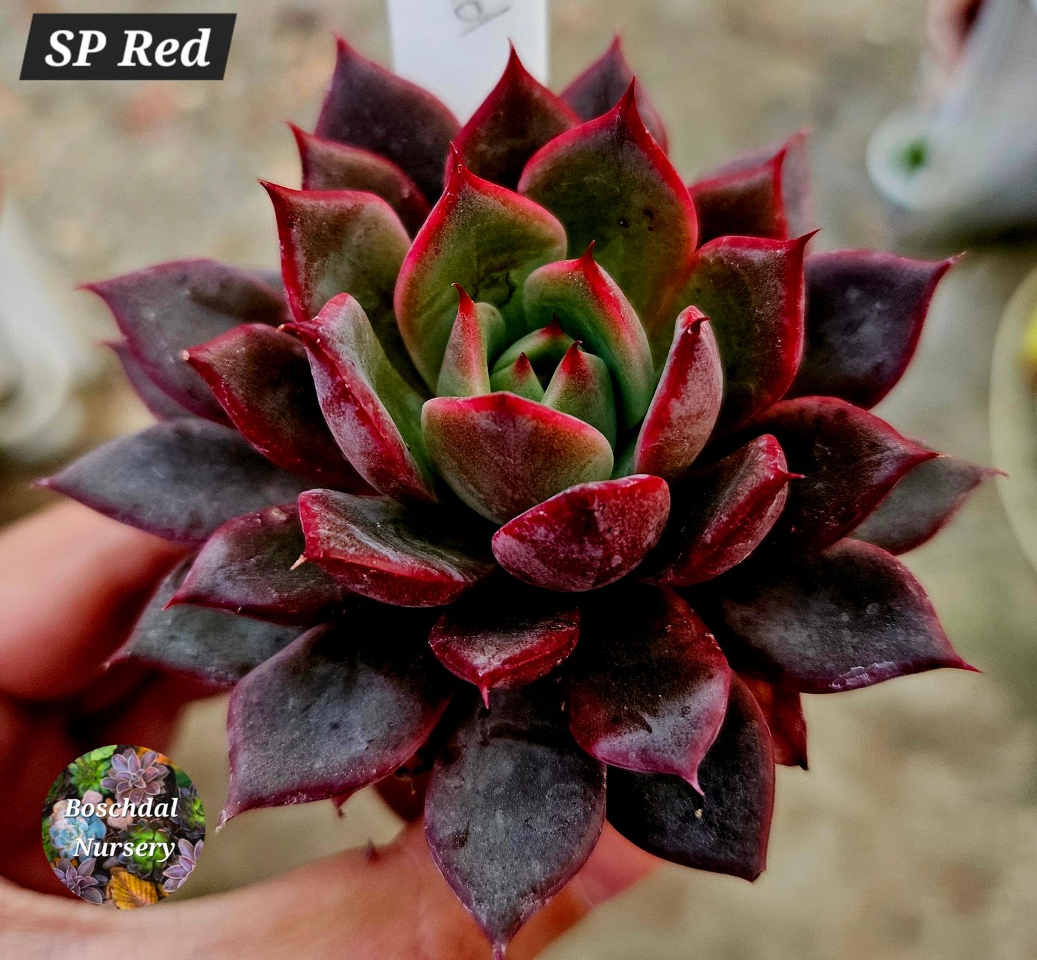 Echeveria SP Red
