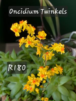 Oncidium Twinkels