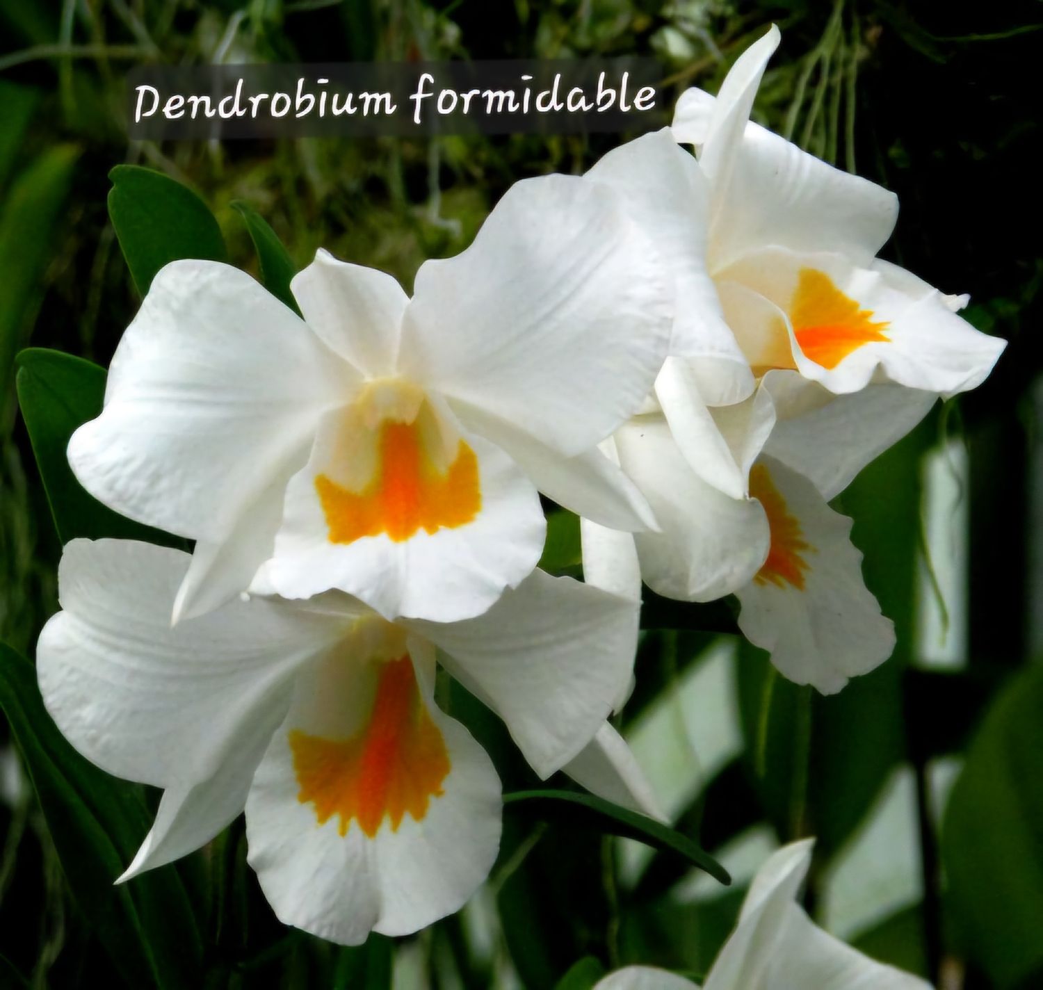 Dendrobium formidable