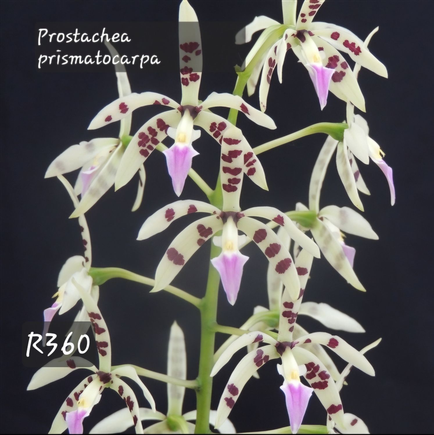 Prostachea prismatocarpa
