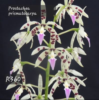 Prostachea prismatocarpa