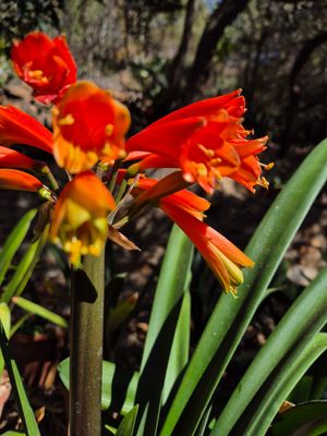 Bronze interspecific x nobilis x yellow miniata
