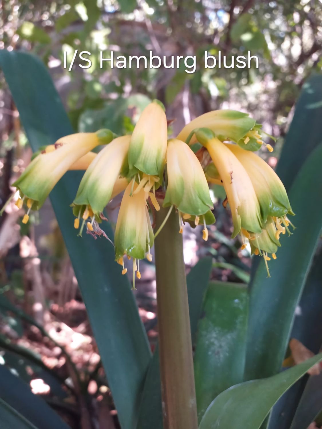 Hamburg Blush Interspecific Hamburg Blush Interspecific