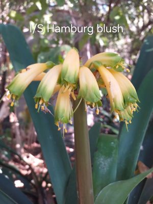 Hamburg Blush Interspecific