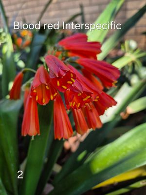 Blood red Interspecific