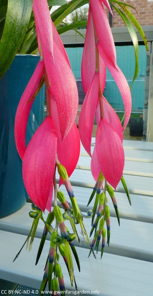 Billbergia Windii