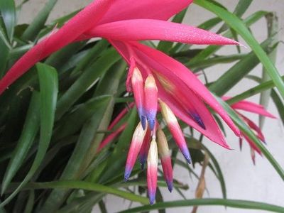 Billbergia Windii