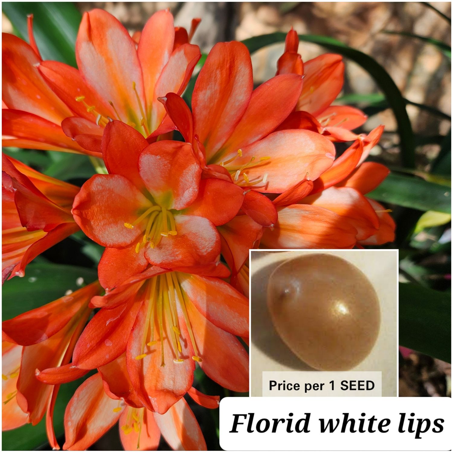 SEED Florid White Lips x Self (1pack=3seeds)