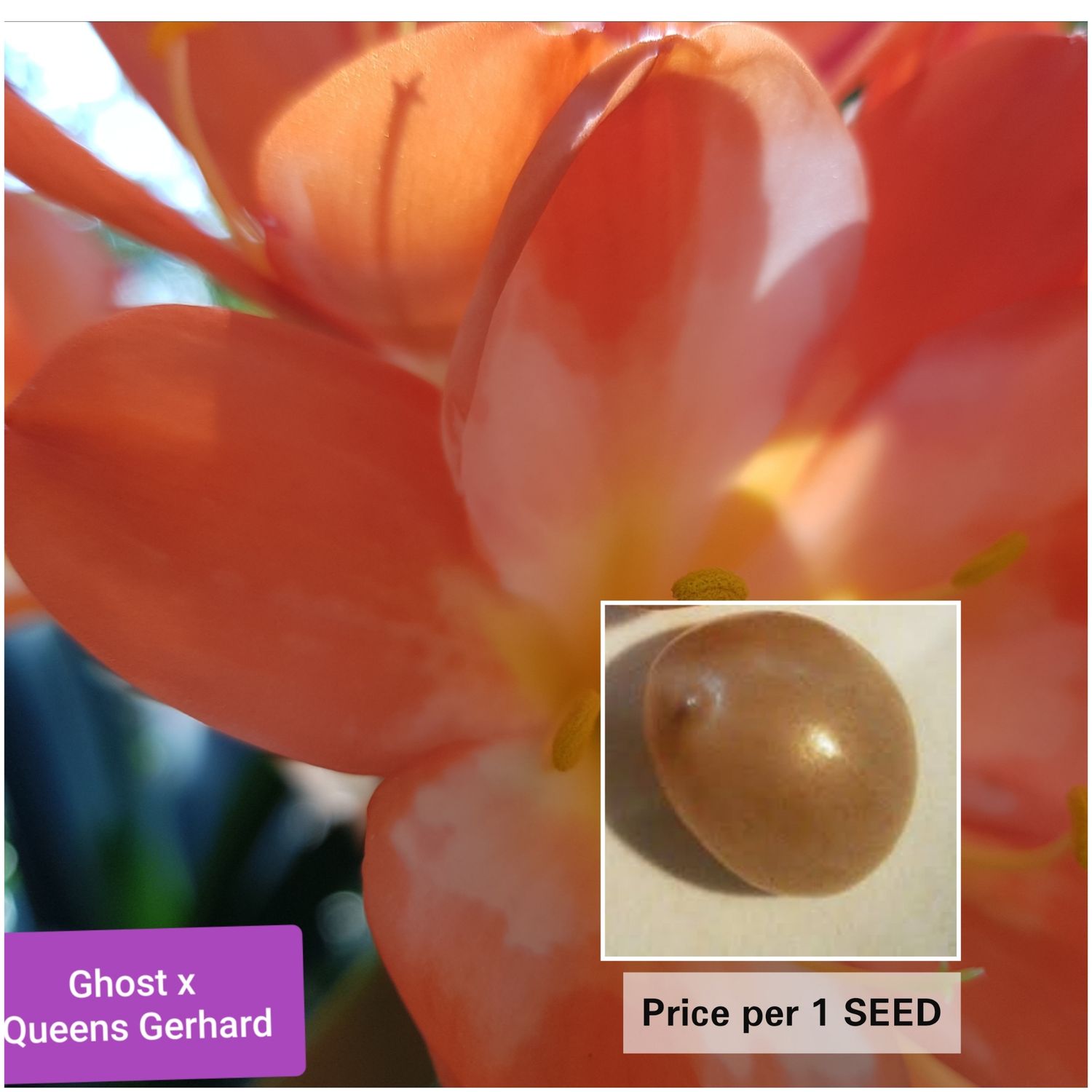 SEED (Ghost x Queens Gerhard) x self 1 seed