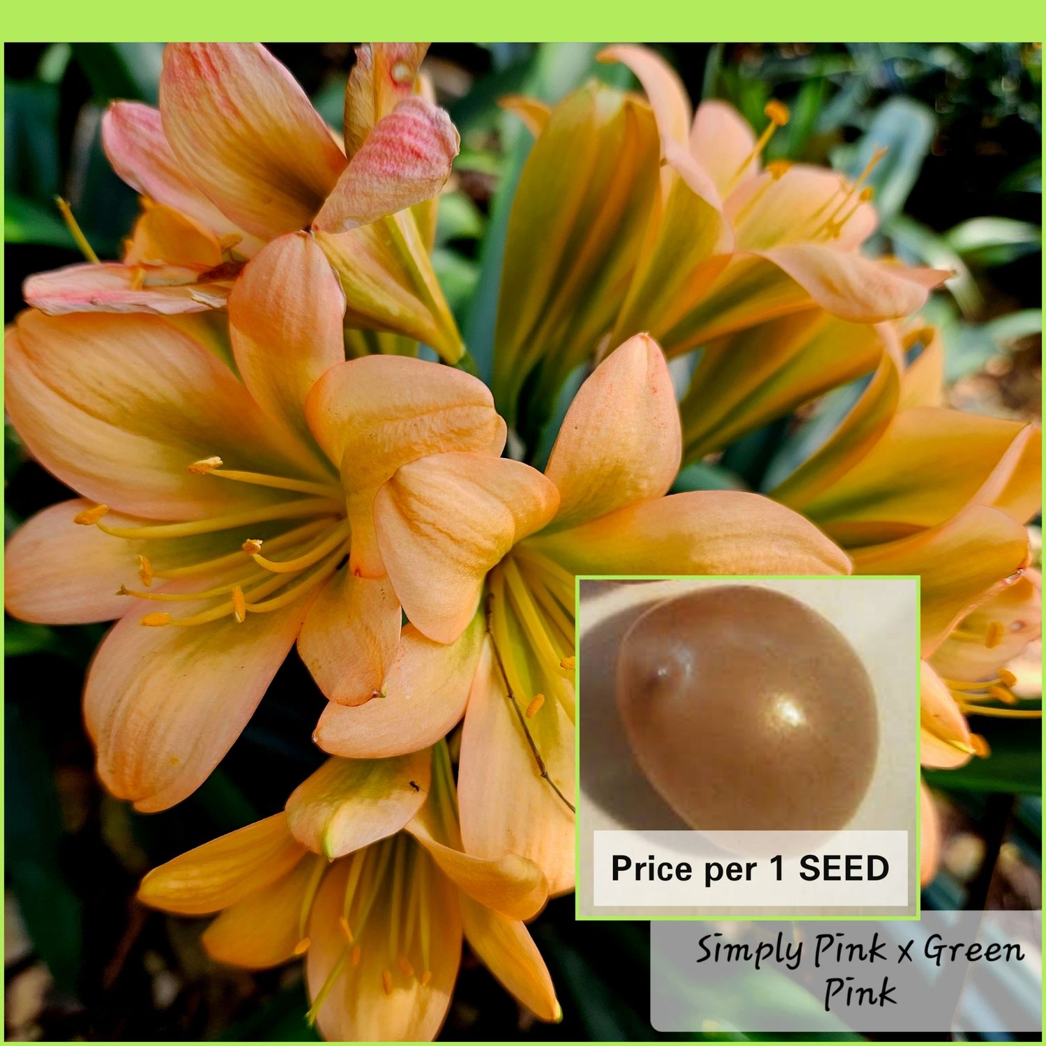 SEED (Simply Pink x Green Pink) x Self (1pack=3 seeds)