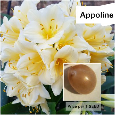 SEED Appoline x Self (1pack = 3 seeds)