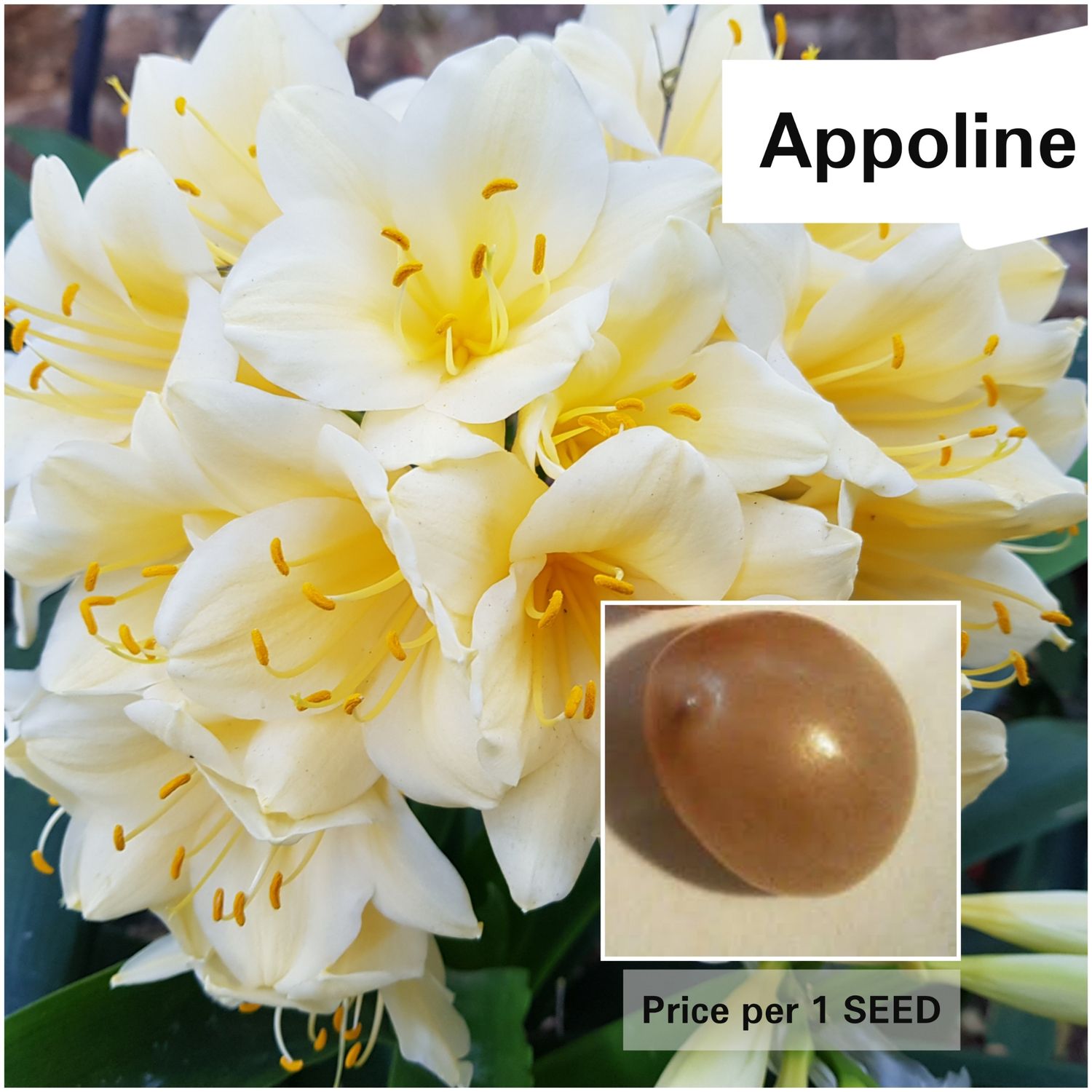 SEED Appoline x Self (1pack = 3 seeds)