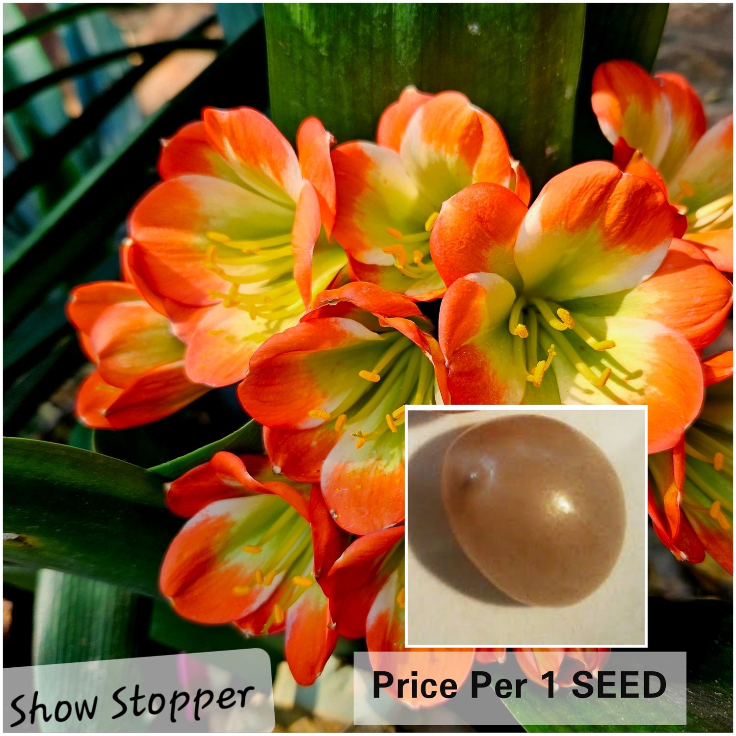 SEED Showstopper x Self (1 seed)