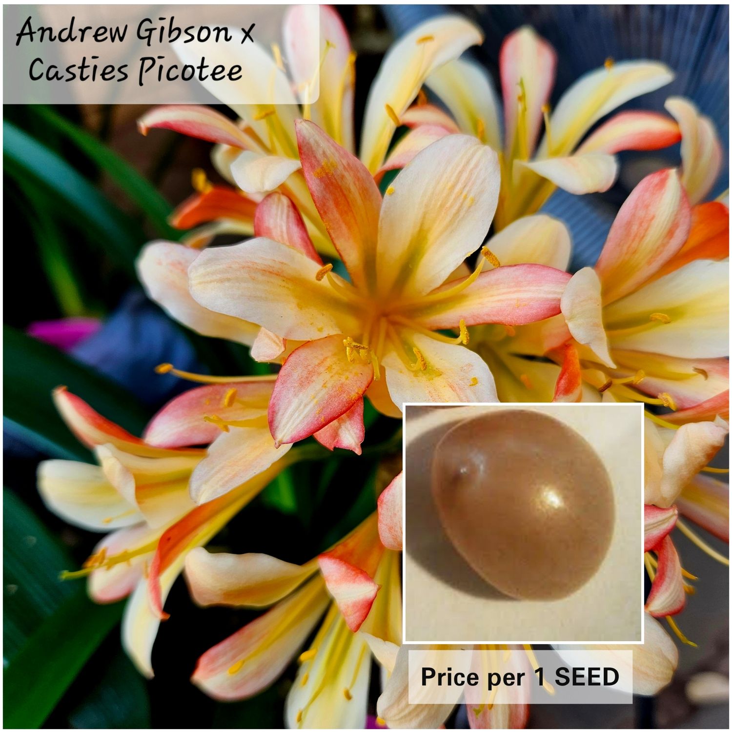 SEED (Andrew Gibson x Cassies Picotee) x Self SEED (Andrew Gibson x Cassies Picotee) x Self