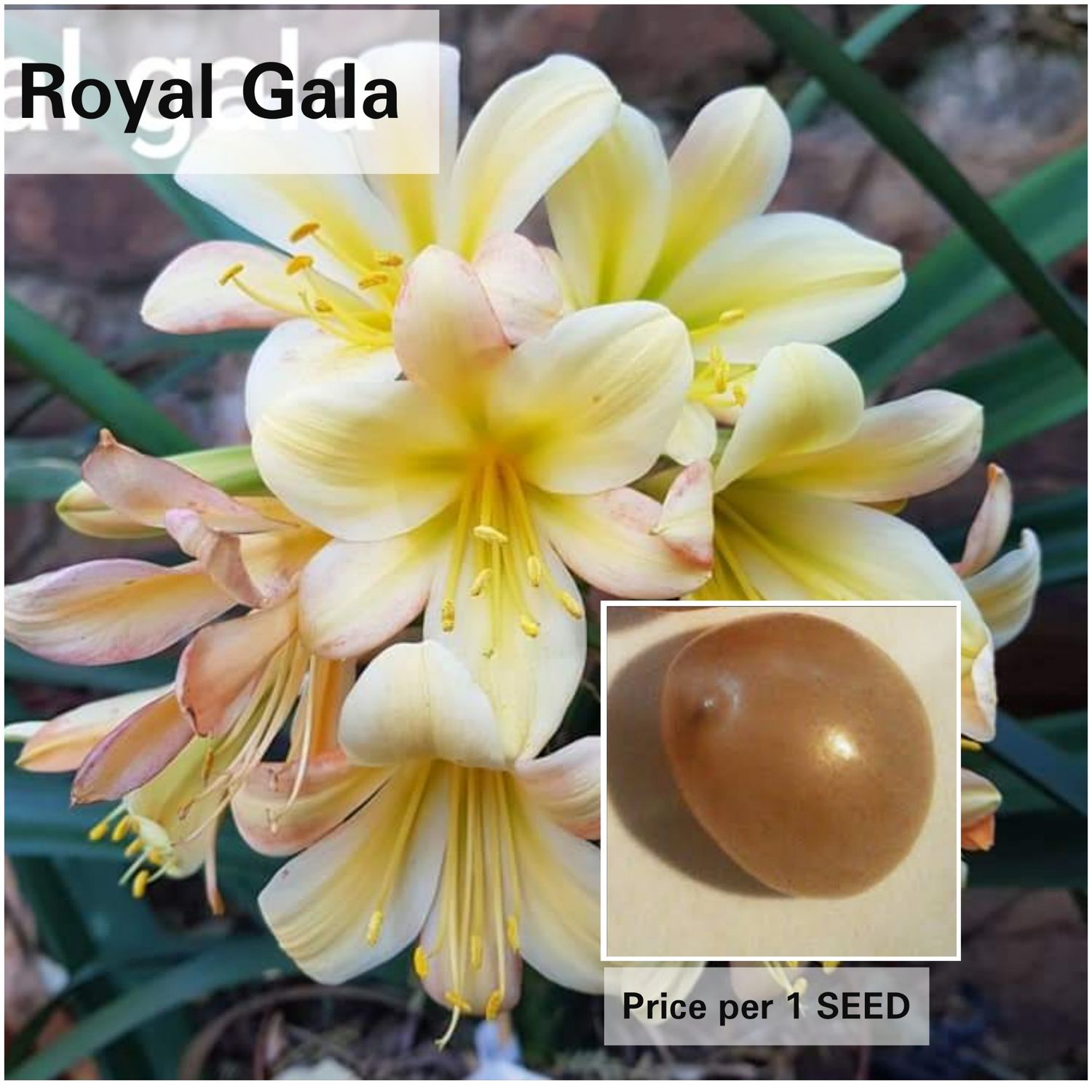 SEED Royal Gala x Self SEED Royal Gala x Self