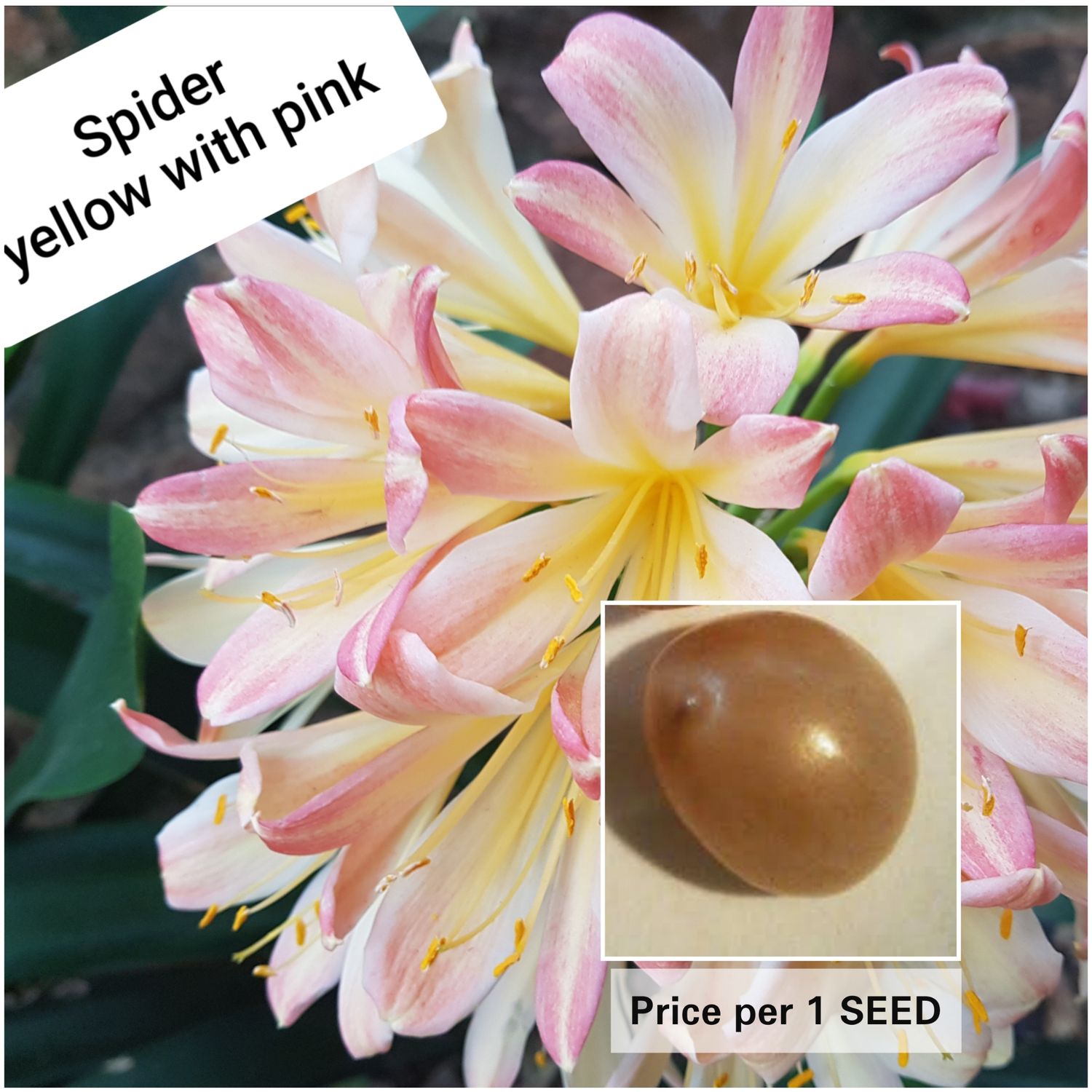 SEED Spider x Self (1 pack = 3 Seeds) SEED Spider x Self (1 pack = 3 Seeds)