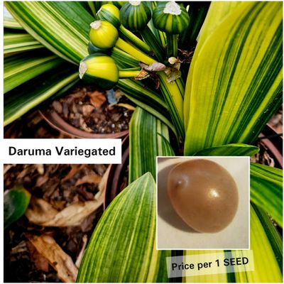 SEED Daruma Variegated x Self (1pack=3seeds)