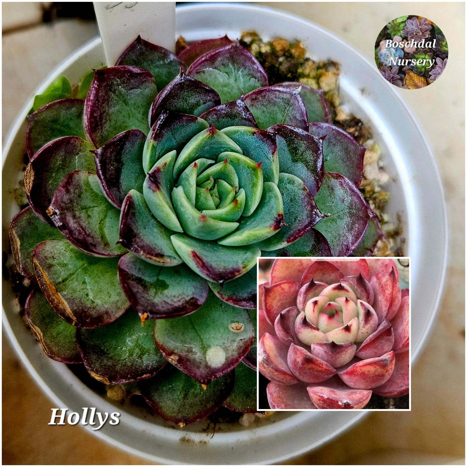 Echeveria Holly&#39;s
