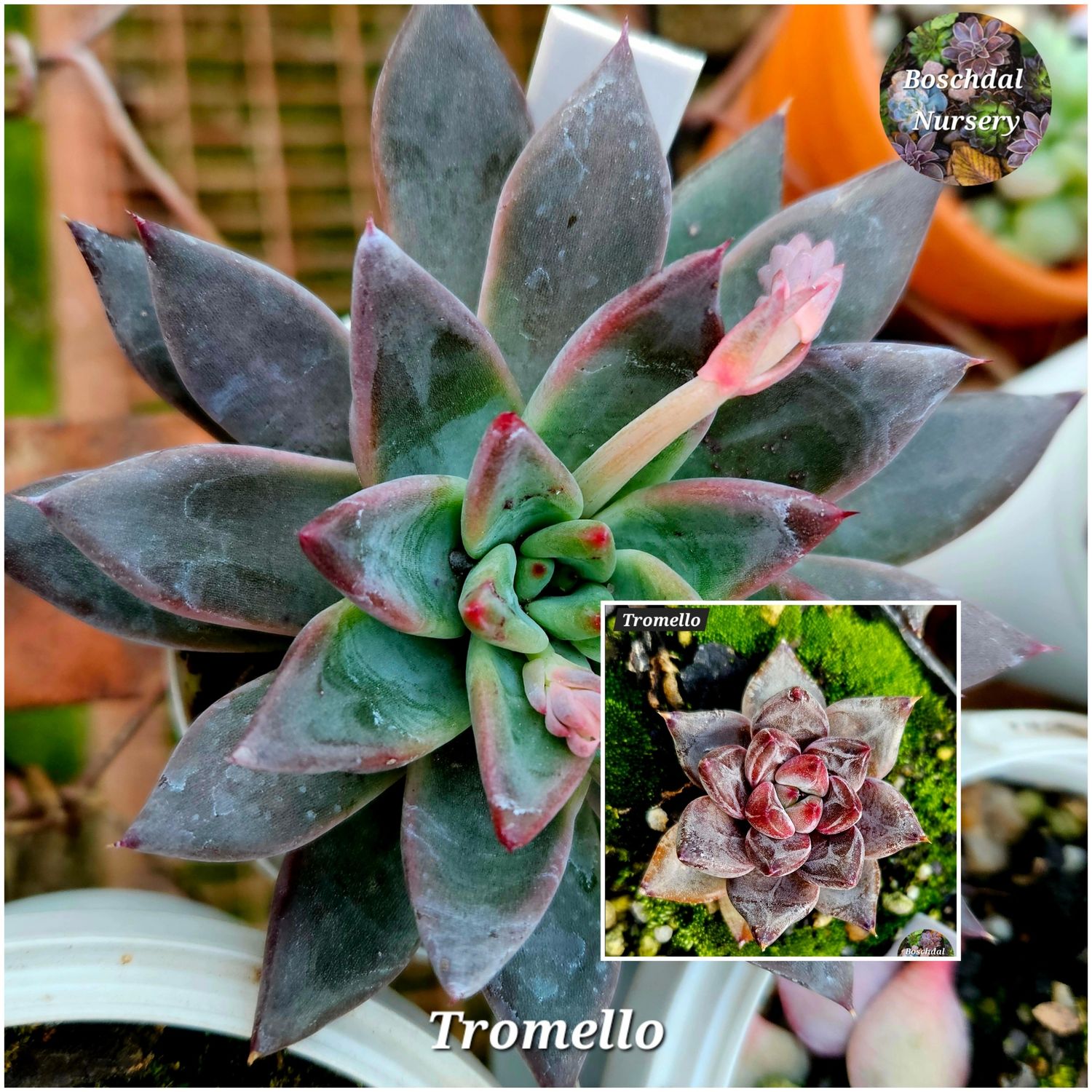 Echeveria Tromello