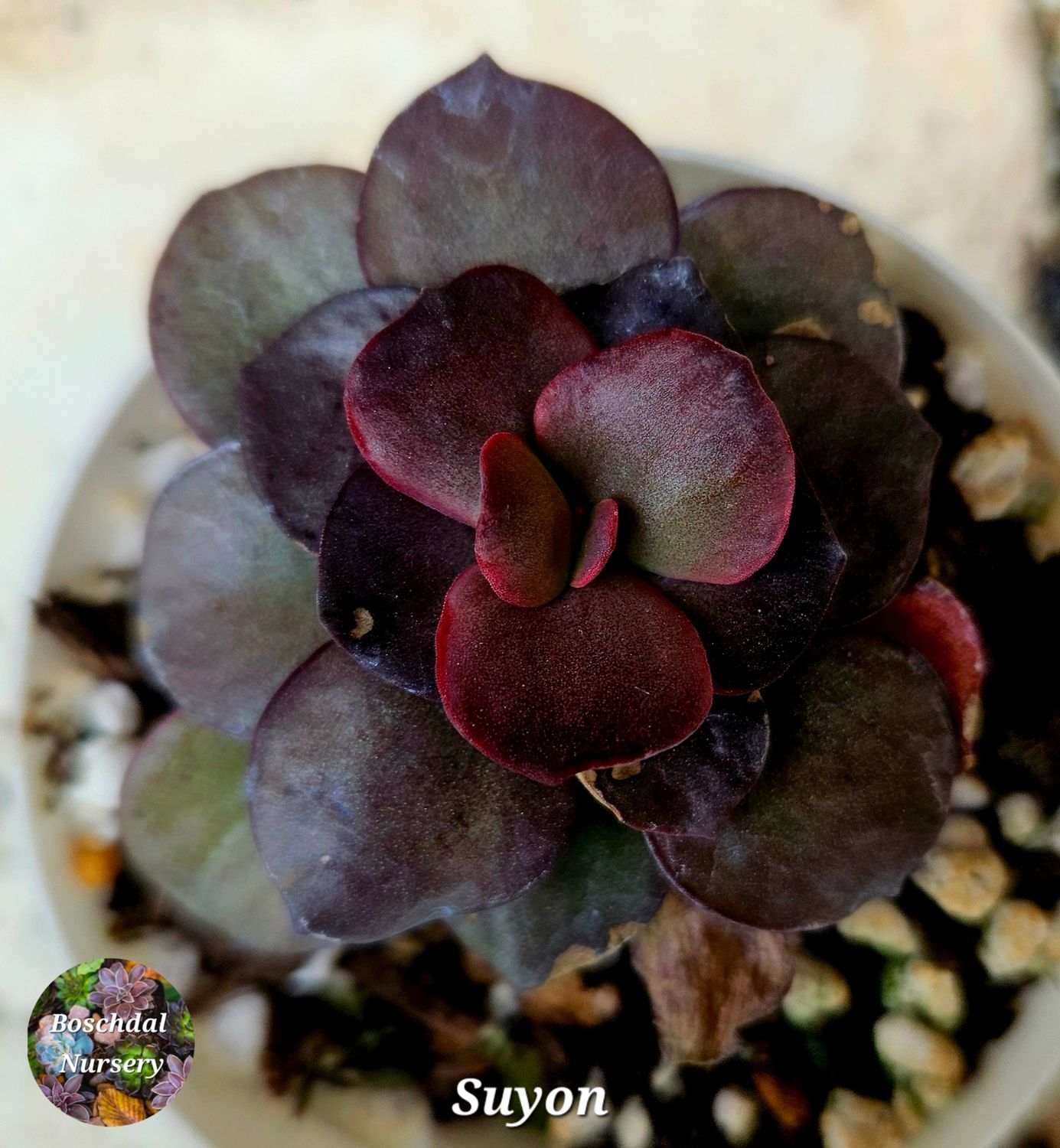 Echeveria Suyon