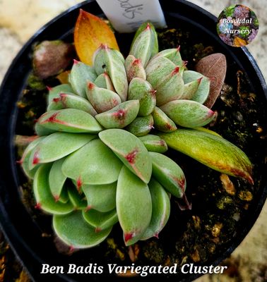 Echeveria Ben Badis Variegated