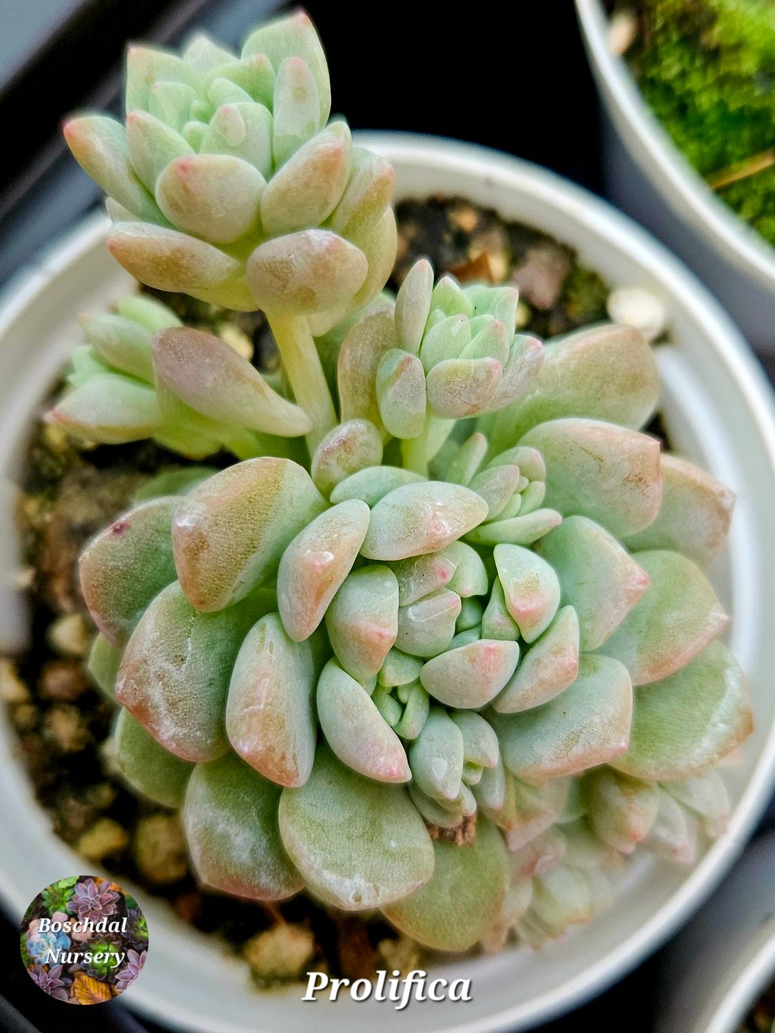Echeveria Prolifica
