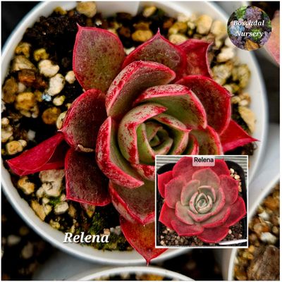 Echeveria Relena Echeveria Relena