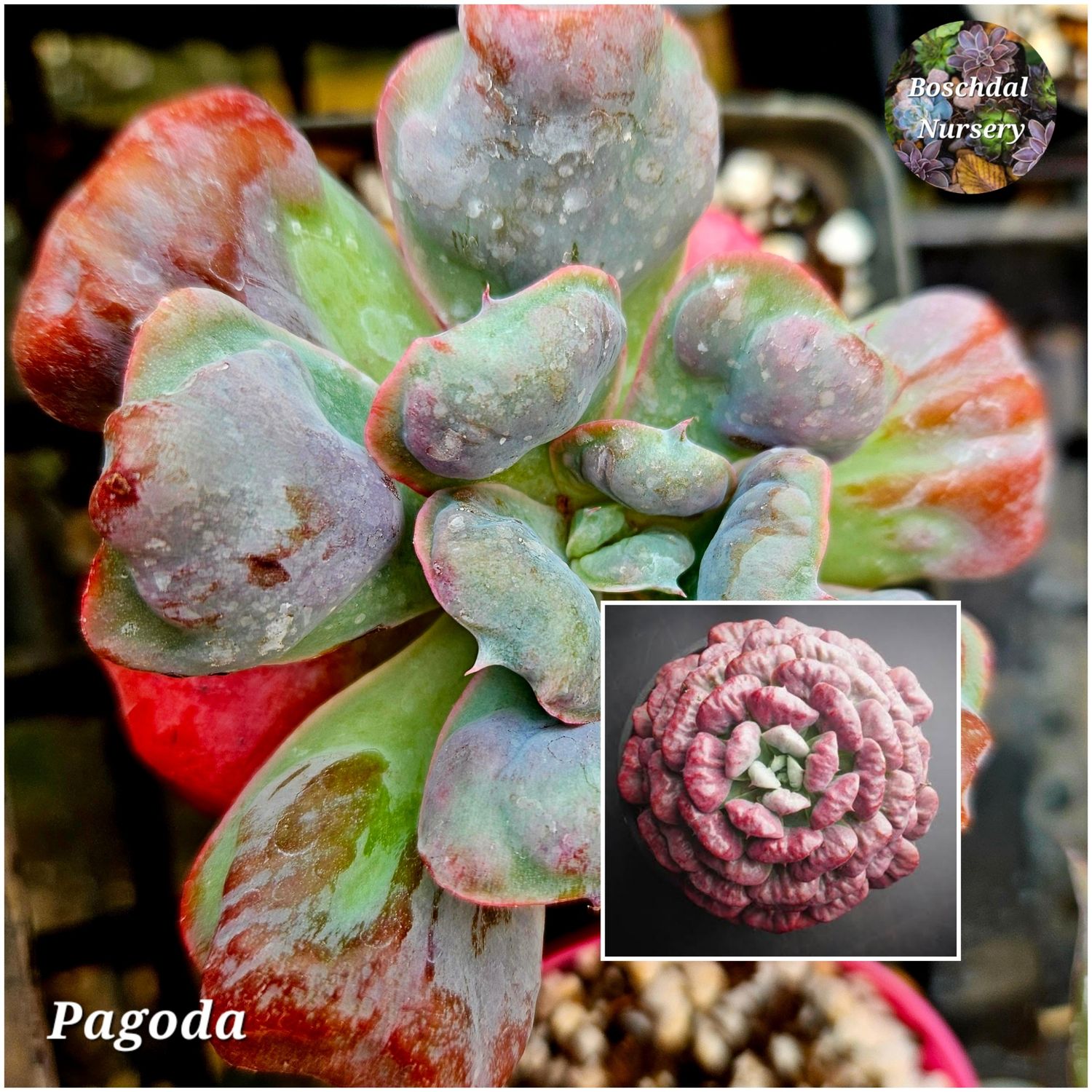 Echeveria Pagoda