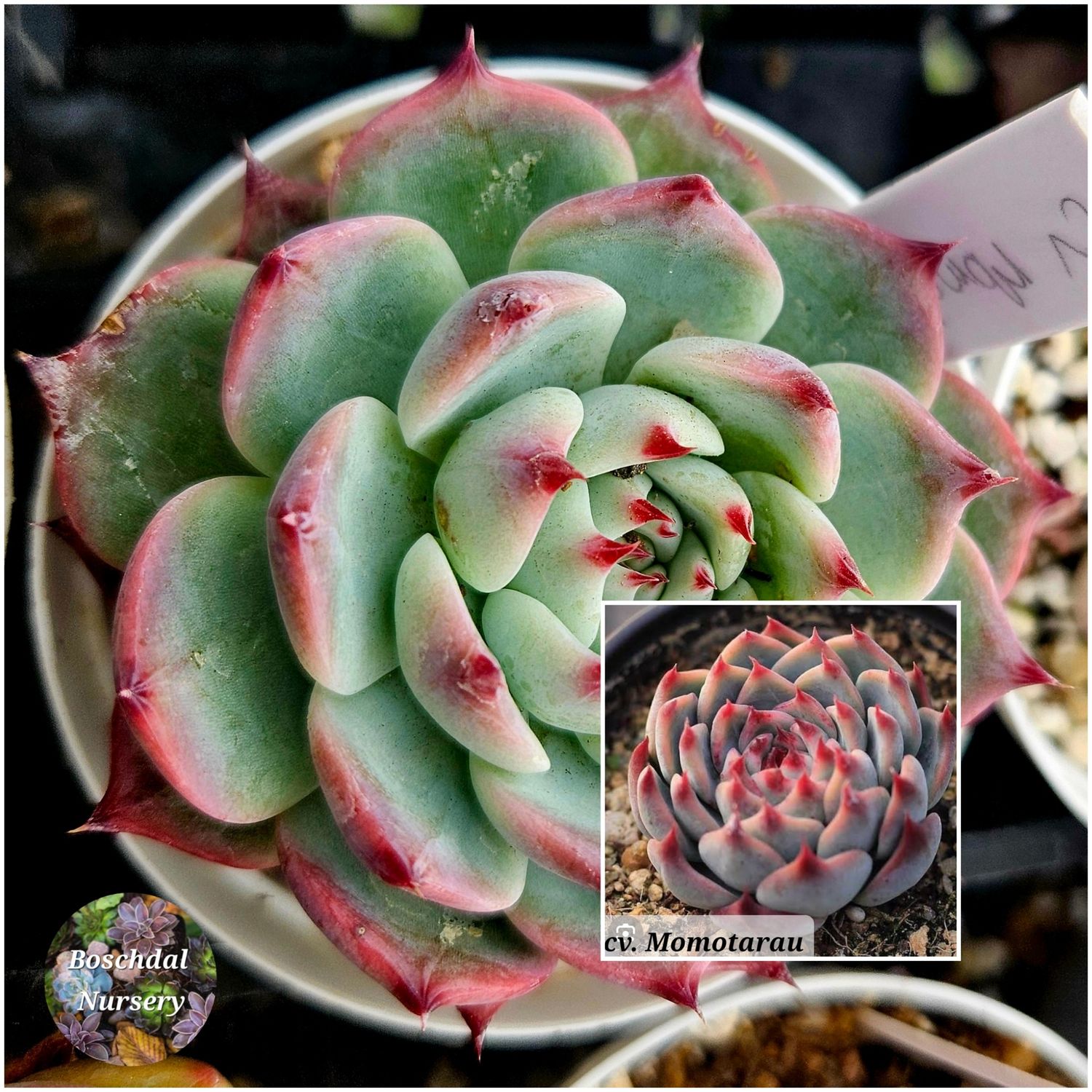 Echeveria cv. Momotarau