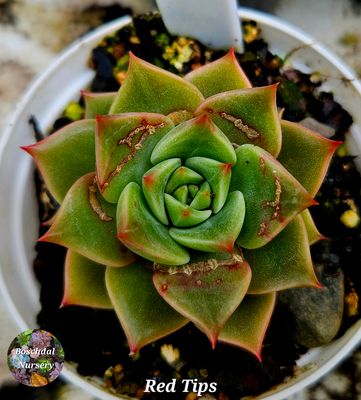 Echeveria Red Tips Echeveria Red Tips