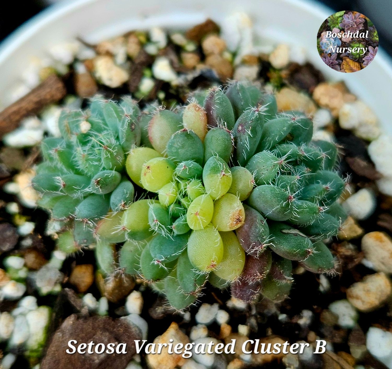 Echeveria Setosa Variegated