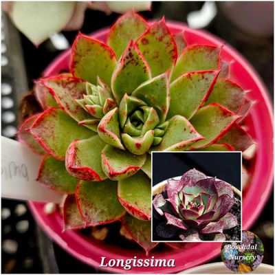 Echeveria Longissima Echeveria Longissima