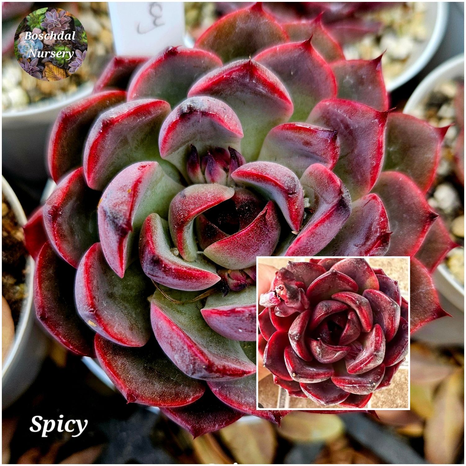 Echeveria Spicy