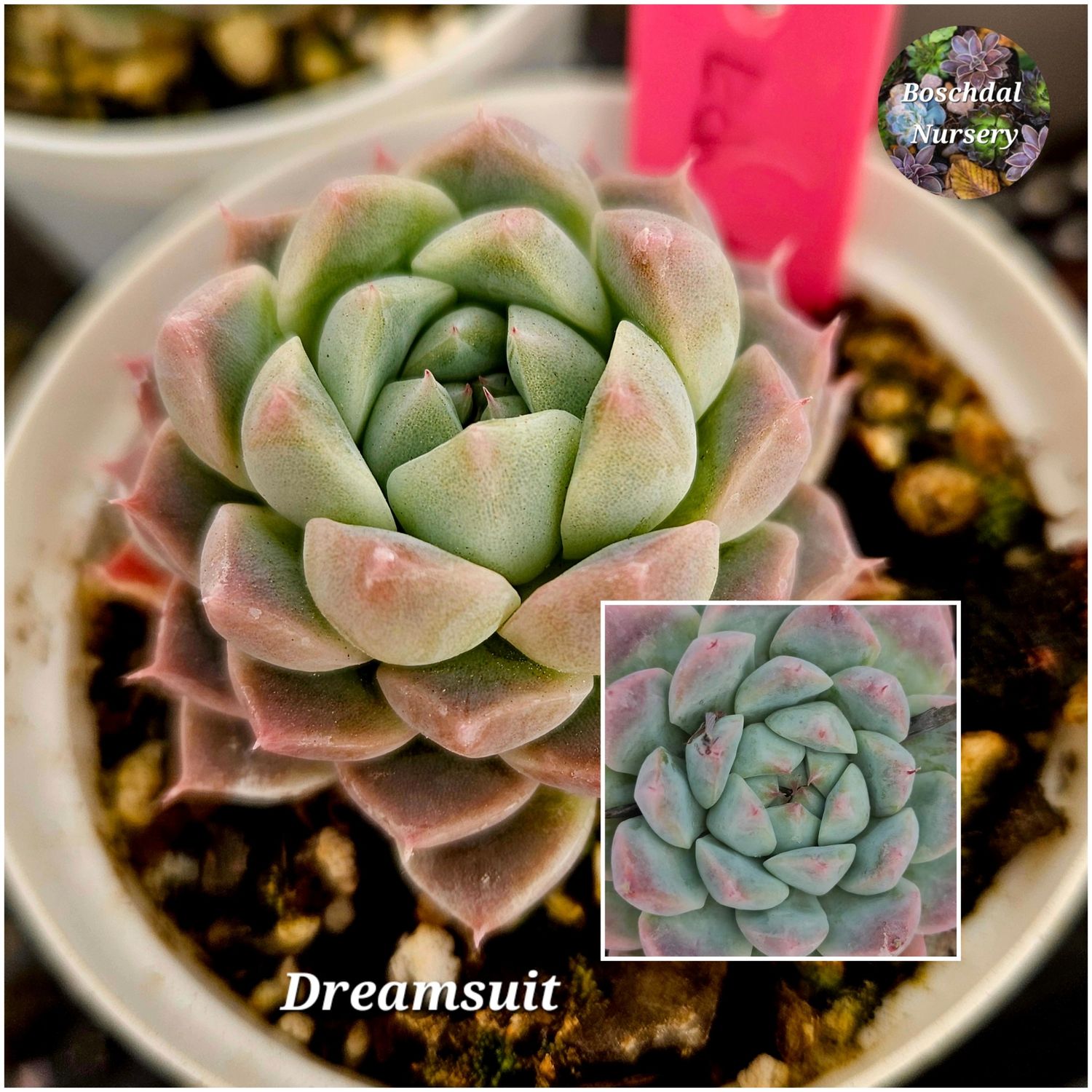 Echeveria Dream Suit Echeveria Dream Suit