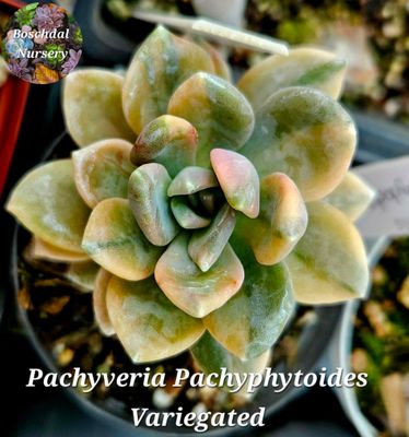 Pachyveria Pachyphytum Variegated