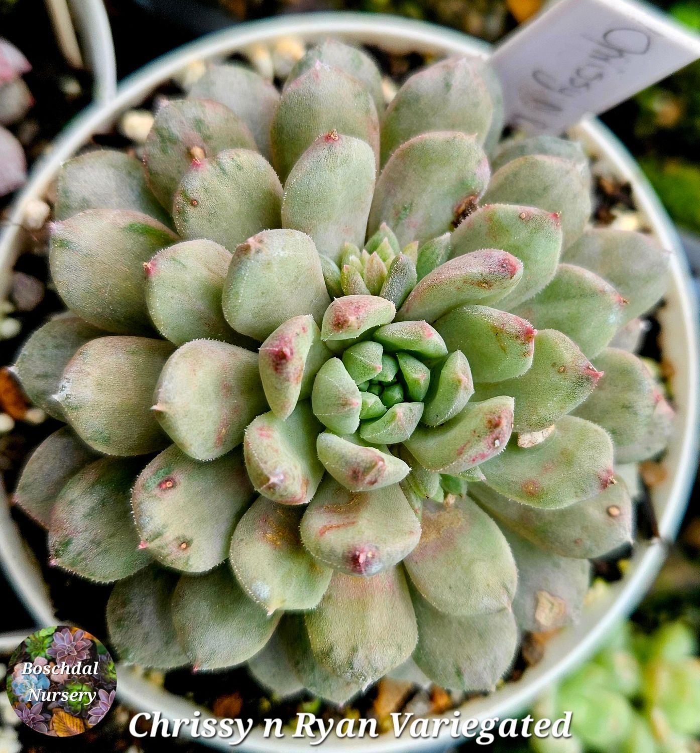 Echeveria Chrissy n Ryan Variegated