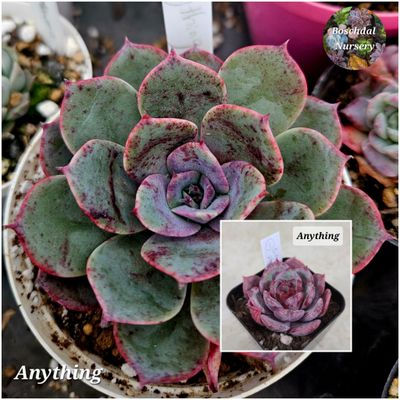 Echeveria Anything