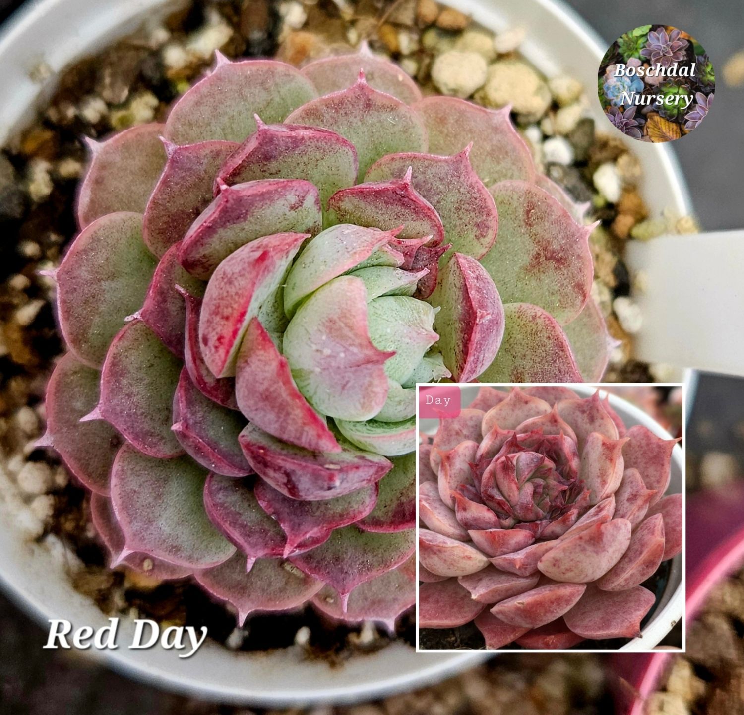 Echeveria Red Day Echeveria Red Day