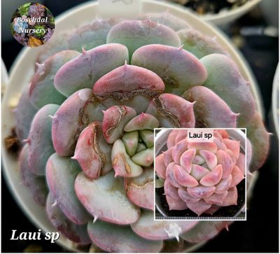 Echeveri Laui SP cross