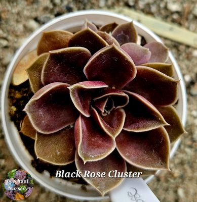 Echeveria Black Rose Cluster