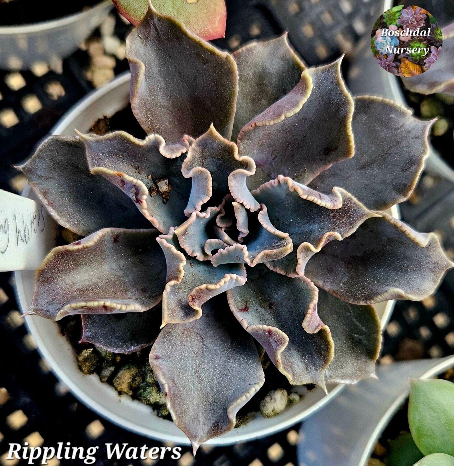 Echeveria Rippling waters Echeveria Rippling waters