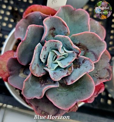 Echeveria Blue Horizon