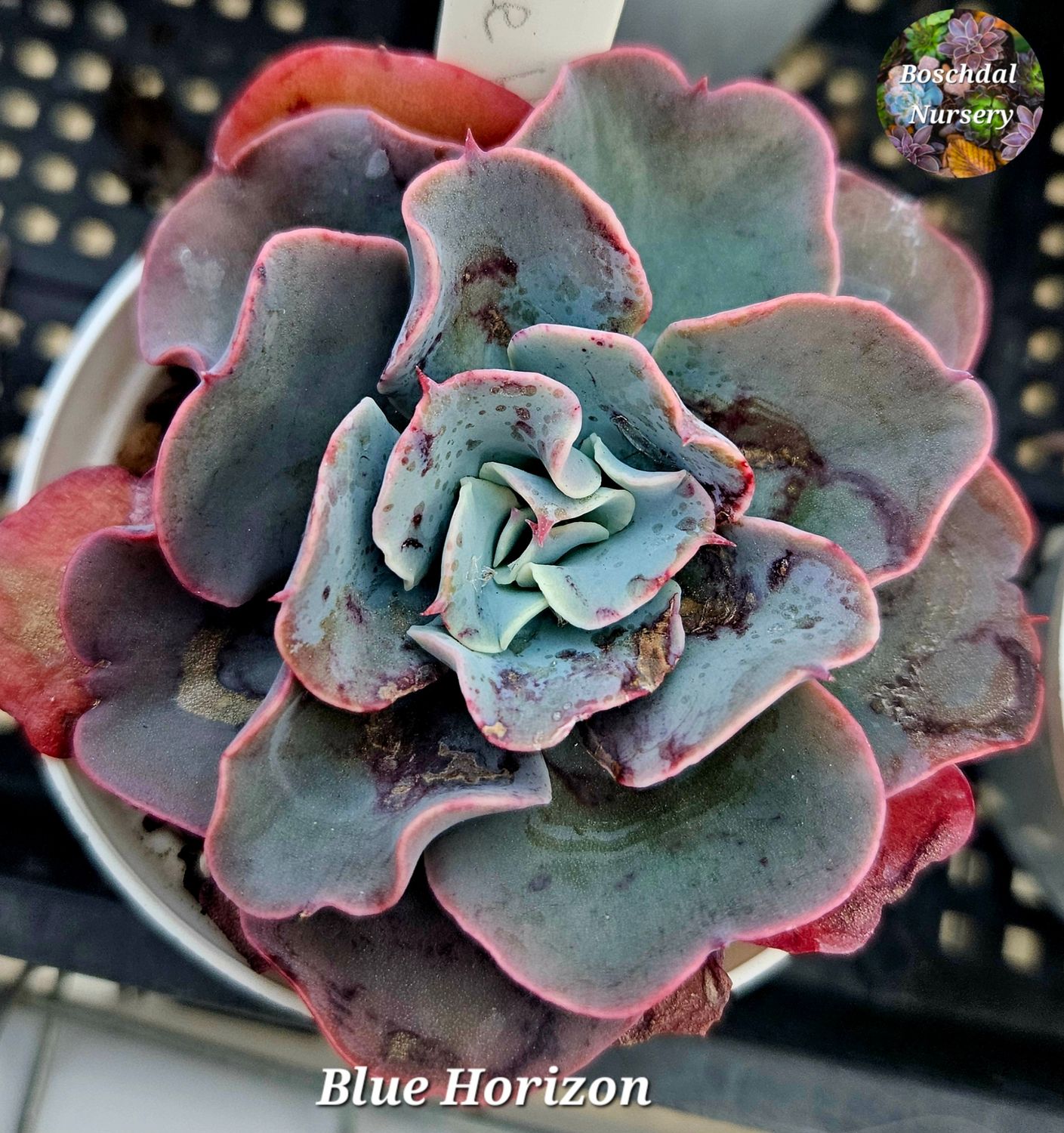 Echeveria Blue Horizon