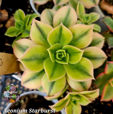 Aeonium Starburst
