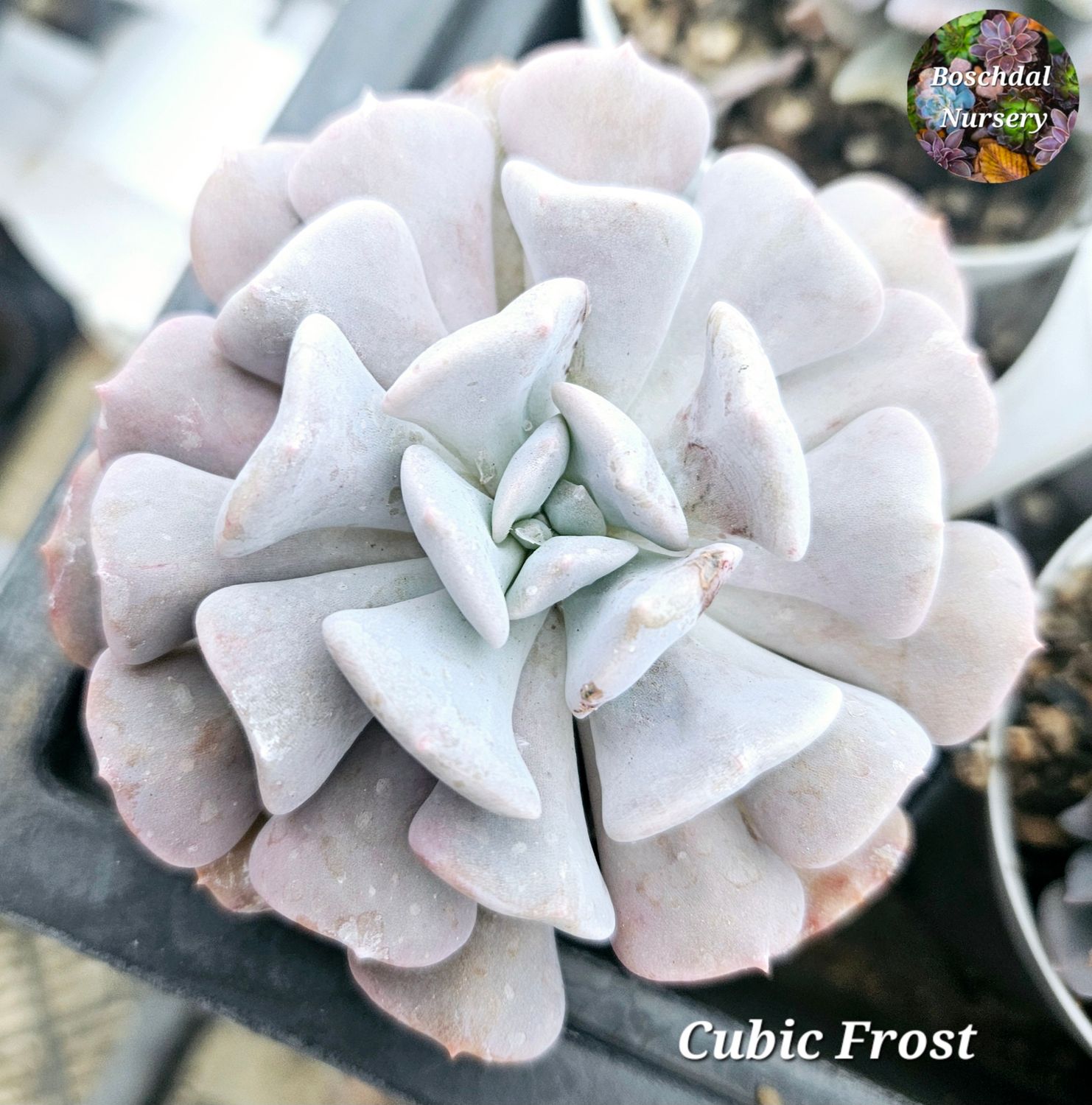 Echeveria Cubic Frost Echeveria Cubic Frost