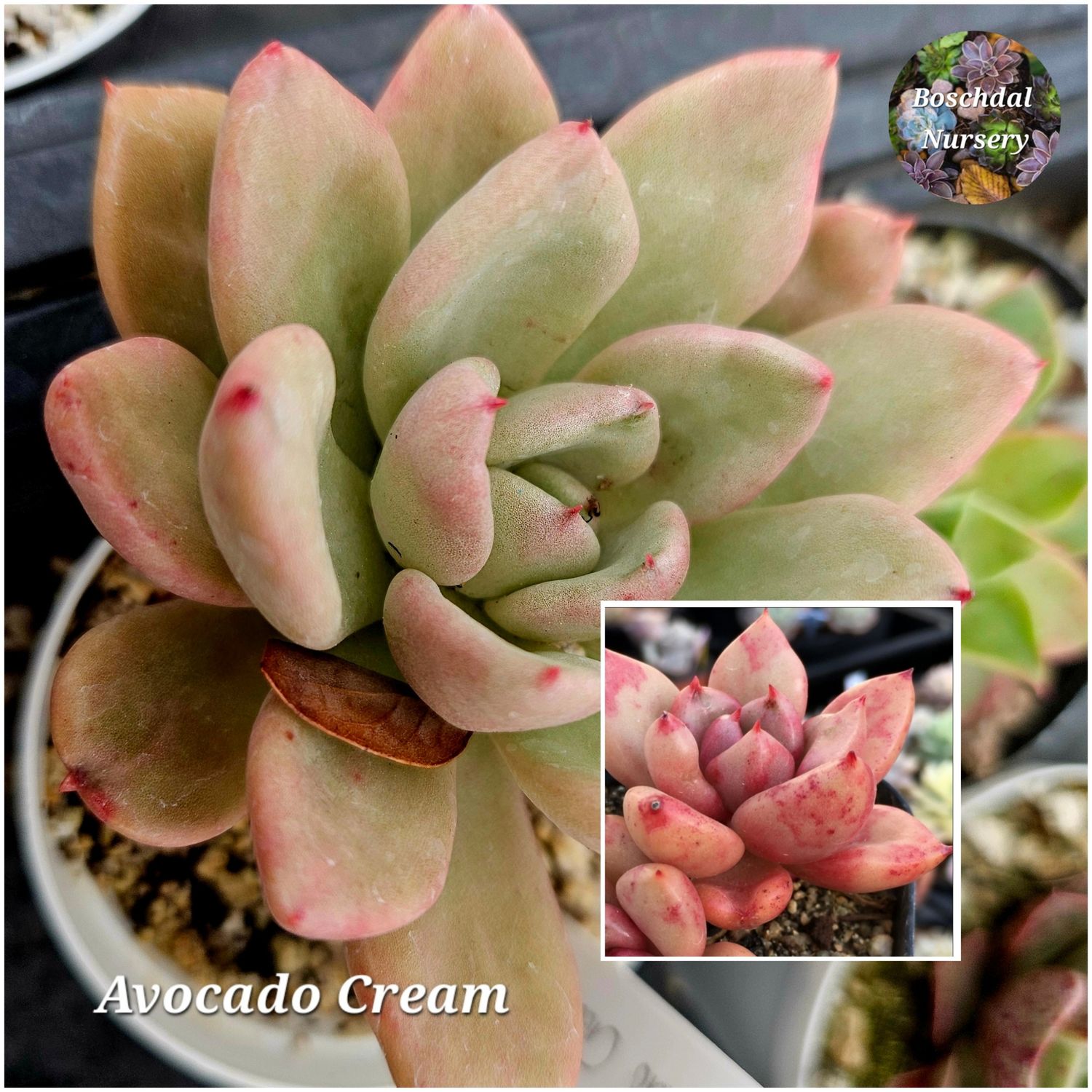 Echeveria Avocado Cream