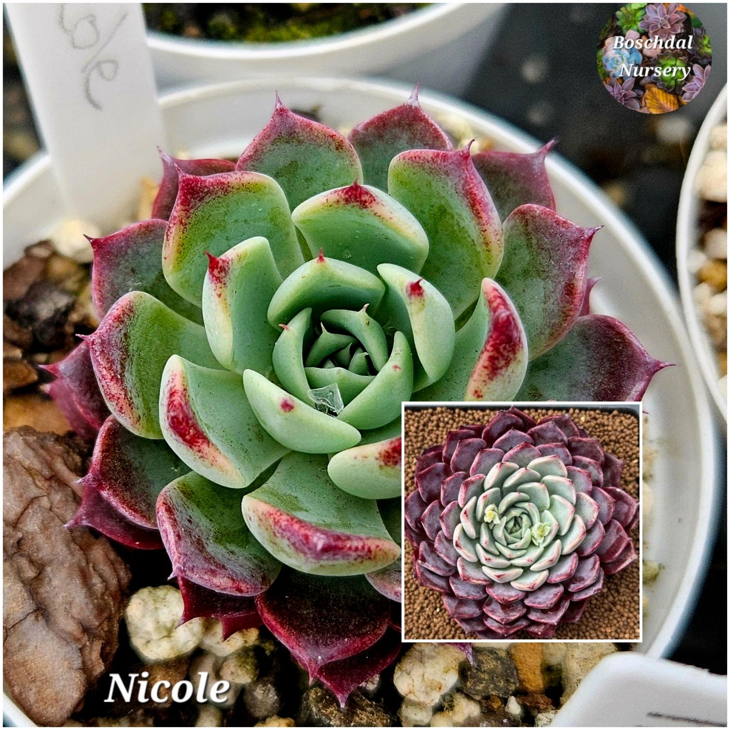 Echeveria Nicole